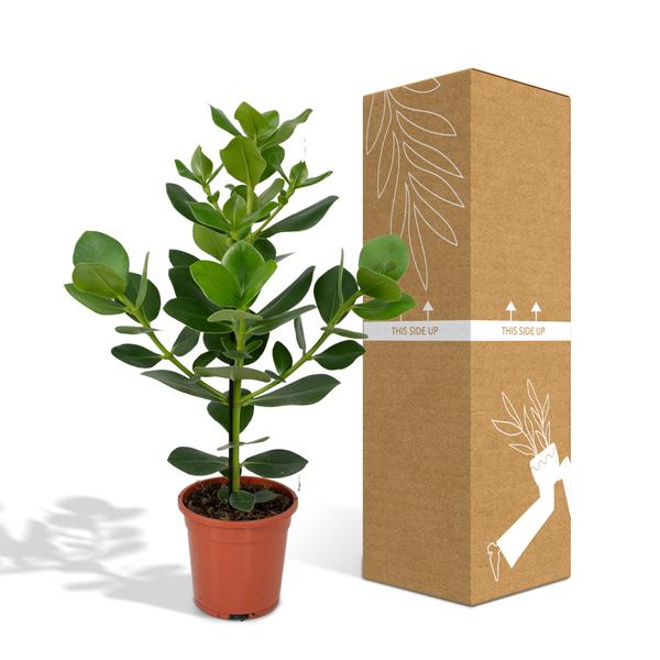 Balsamapfel Clusia Rosea Princess – Zimmerpflanze – Ø17cm – ca. 60cm hoch – Glänzende grüne Blätter – Pflegeleicht & vielseitig 