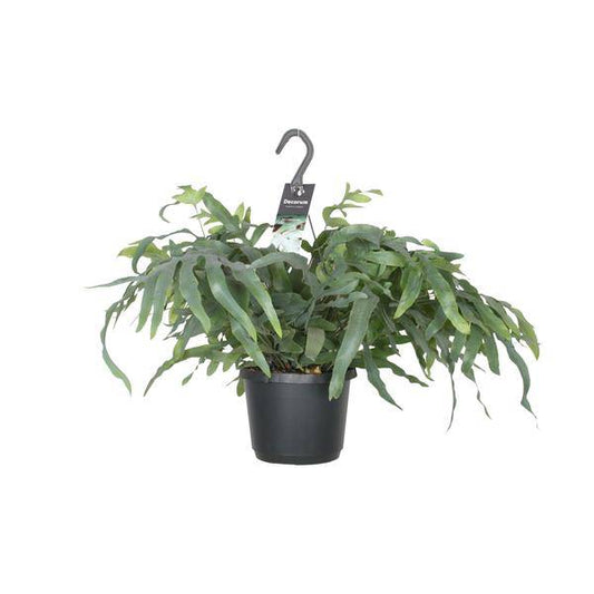 Tüpfelfarn – Phlebodium Aureum Blue Star – Zimmerpflanze – Ø17cm ↕50cm – Luftreinigender Goldfarn – Pflegeleicht – Blaue Wedel 