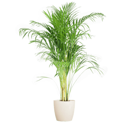 Areca-Palme Dypsis Goldfruchtpalme – Zimmerpflanze ↕100cm Ø21cm – Mit Viber Topf Weiß – Luftreinigende Tropenpflanze für Wohnzimmer & Büro – Nachhaltig & dekorativ 