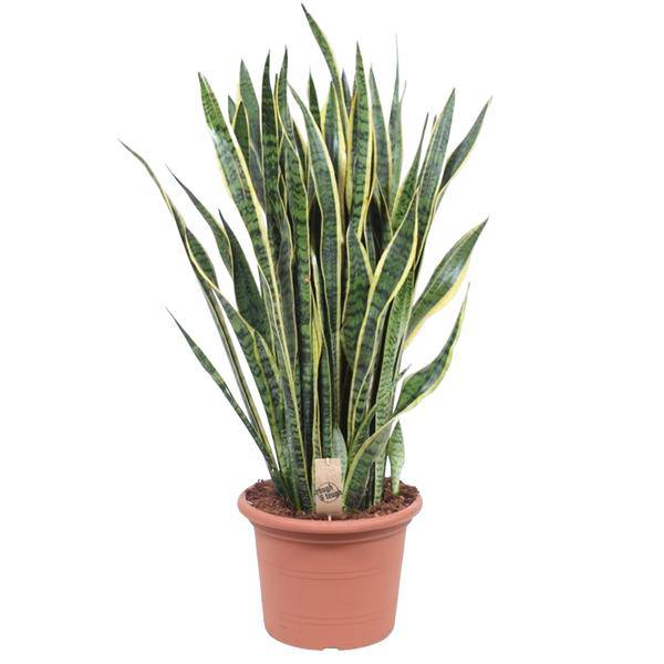 Bogenhanf – Sansevieria Laurentii – Zimmerpflanze 100cm – Ø35cm – Pflegeleichte Grünpflanze mit gelbem Rand – Luftreinigende Schlangenpflanze für Wohnzimmer, Büro & Schlafzimmer 