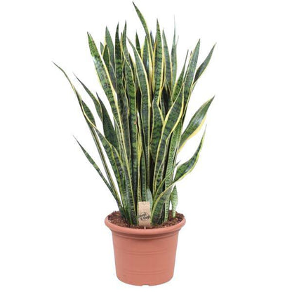 Bogenhanf – Sansevieria Laurentii – Zimmerpflanze 100cm – Ø35cm – Pflegeleichte Grünpflanze mit gelbem Rand – Luftreinigende Schlangenpflanze für Wohnzimmer, Büro & Schlafzimmer 