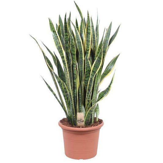 Bogenhanf – Sansevieria Laurentii – Zimmerpflanze 100cm – Ø35cm – Pflegeleichte Grünpflanze mit gelbem Rand – Luftreinigende Schlangenpflanze für Wohnzimmer, Büro & Schlafzimmer 