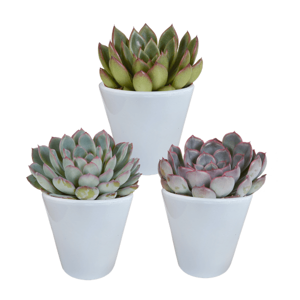 Steinrose - Echeveria-Mischung - 8,5 cm - 3 Stück - Zimmerpflanze - Sukkulente - im weißen Topf 