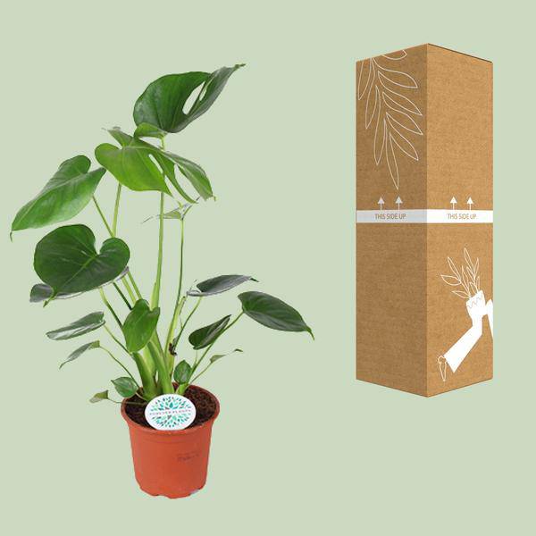 Köstliches Fensterblatt - Monstera Deliciosa - Zimmerpflanze - Ø14cm - ↕45cm 