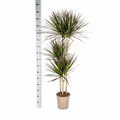 Dracaena Marginata Magenta – Drachenbaum – Zimmerpflanze Ø24cm ↕130-150cm – Dunkelgrüne Blätter mit Rotrand – Pflegeleicht 