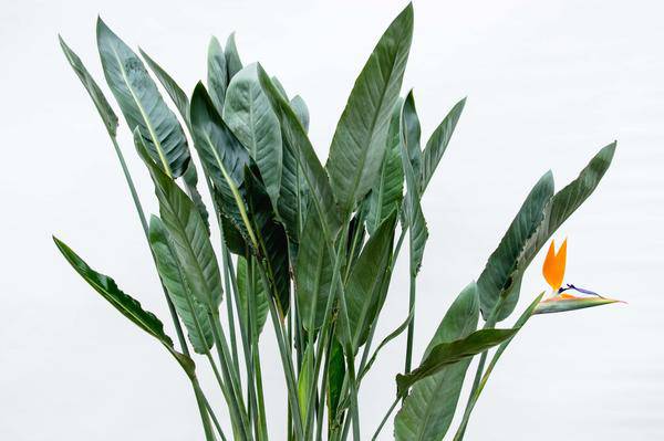 Strelitzia Reginae – Paradiesvogelblume – Zimmerpflanze 160cm – Ø30cm – Exotische Pflanze mit orangefarbenen Blüten – Tropische Kübelpflanze für Innen & Außen – Pflegeleicht 