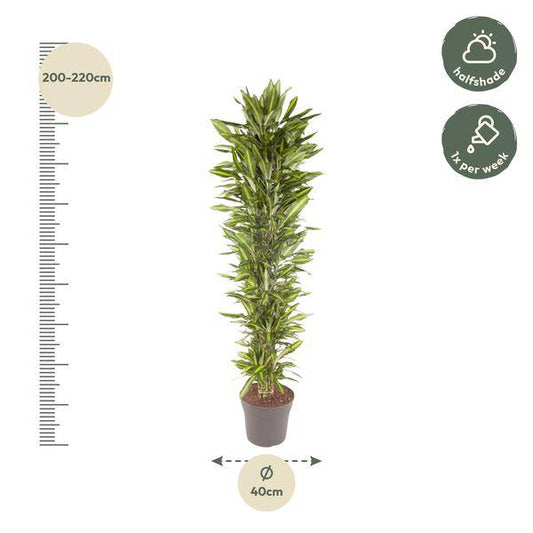 Drachenbaum – Dracaena Cintho 210cm – Ø40cm – XXL Zimmerpflanze mit zweifarbig grünen Blättern – Pflegeleichte Grünpflanze für Wohnzimmer, Büro & Wintergarten 