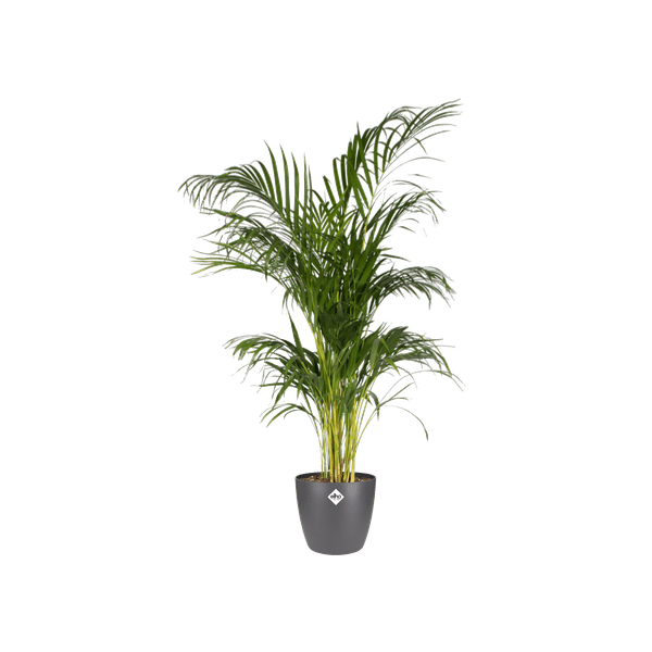 Topf Brüssel Rund Anthrazit – Ø20cm x H19cm – Moderner Pflanztopf für Zimmerpflanzen & Garten – Leicht & langlebig 