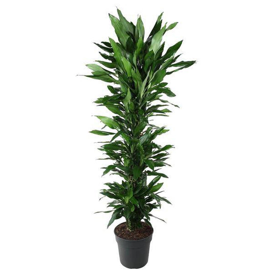 Drachenbaum – Dracaena Janet Lind 170cm – Ø34cm – Zimmerpflanze mit dunkelgrünen glänzenden Blättern – Pflegeleichte Grünpflanze für Wohnzimmer, Büro & Wintergarten 