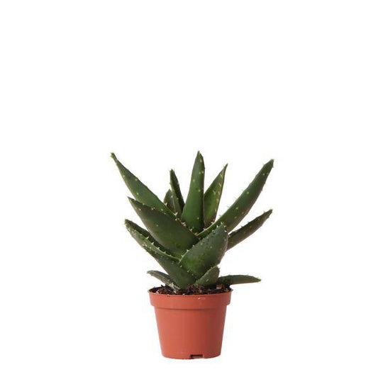 Sukkulente Aloe Brevifolia – Kleine Grüne Zimmerpflanze mit Stacheln – Ø6cm – Pflegeleicht & Robust – Ideal für helle Standorte ohne direkte Sonne 