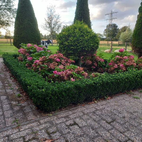 Japanischer Spindelstrauch Euonymus japonicus 'Green Spire' – 60 Pflanzen – ↕10-25cm – Ø9cm – Immergrüner Heckenstrauch & Solitärpflanze – Pflegeleicht & schnittverträglich – Sonne & Schatten 