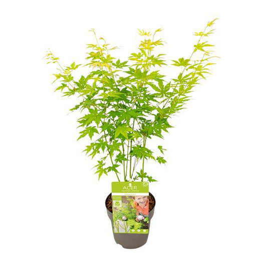 Japanischer Fächerahorn - Acer palmatum Going Green - Zimmerpflanze - Ø15cm - ↕30cm 