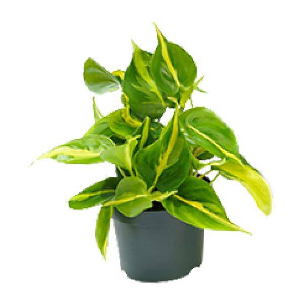 Philodendron Scandens Brasil – Zimmerpflanze – Ø 12 cm – Höhe ca. 20 cm – Glänzende Blätter – Pflegeleicht & Halbschatten-Liebhaber 