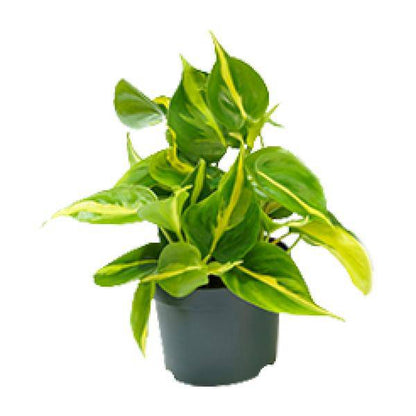 Philodendron Scandens Brasil – Zimmerpflanze – Ø 12 cm – Höhe ca. 20 cm – Glänzende Blätter – Pflegeleicht & Halbschatten-Liebhaber 