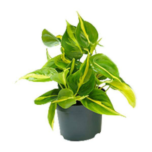 Philodendron Scandens Brasil – Zimmerpflanze – Ø 12 cm – Höhe ca. 20 cm – Glänzende Blätter – Pflegeleicht & Halbschatten-Liebhaber 