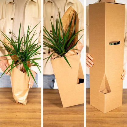Überraschungsbox mit 8 einzigartigen Zimmerpflanzen – Ø12cm – 25cm Höhe – grüne Blätter & bunte Blüten – vielseitige Indoor- und Outdoor-Pflanzen – Geschenkidee 