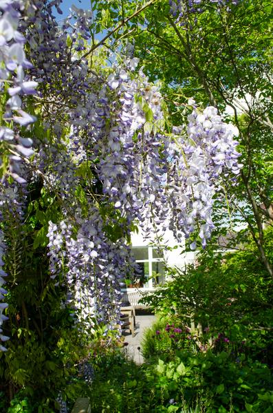 Chinesischer Duft-Blauregen - Wisteria sinensis Caroline - Ø15cm - ↕65cm 
