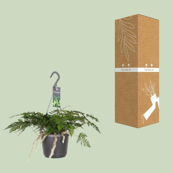Tarantelfarn – Humata Tyermannii – Bärenfußfarn – Ø17cm ↕20–30cm – Zimmerpflanze – Pflegeleicht – Halbschatten – Luftreinigend – Exotisches Farngewächs 