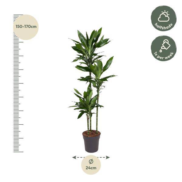 Drachenbaum – Dracaena Janet Lind 160cm – Ø24cm – Elegante Zimmerpflanze mit dunkelgrünen Blättern – Pflegeleichte Grünpflanze für Wohnzimmer, Büro & Wintergarten 