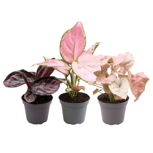 Pflanzenmix 3er-Set – Aglaonema Rote Valentine, Aglaonema Roter Zirkon & Calathea Roseopicta Rosey – Zimmerpflanzen im Topf – Pflegeleichte, dekorative Indoor-Pflanzen 