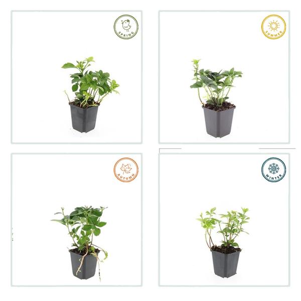 Japanischer Ysander Pachysandra terminalis – 6 Pflanzen – Immergrüner Bodendecker – Schattengarten – Pflegeleicht – Unkrautunterdrückend 