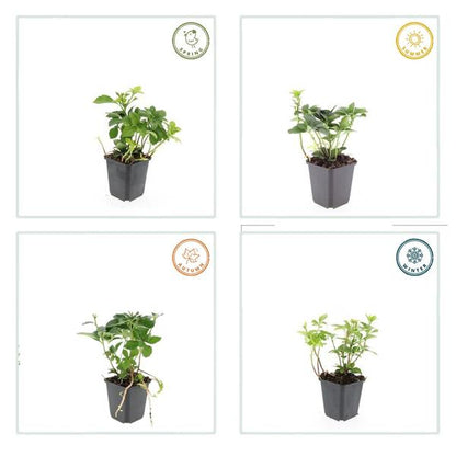 Japanischer Ysander Pachysandra terminalis – 6 Pflanzen – Immergrüner Bodendecker – Schattengarten – Pflegeleicht – Unkrautunterdrückend 