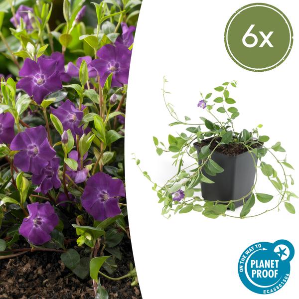 Immergrün - Vinca minor 'Atropurpurea' - ↕10-25cm - Ø9cm - 6 Pflanzen – Bodendecker mit lila Blüten – Sonne & Halbschatten – Pflegeleicht 
