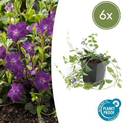 Immergrün - Vinca minor 'Atropurpurea' - ↕10-25cm - Ø9cm - 6 Pflanzen – Bodendecker mit lila Blüten – Sonne & Halbschatten – Pflegeleicht 