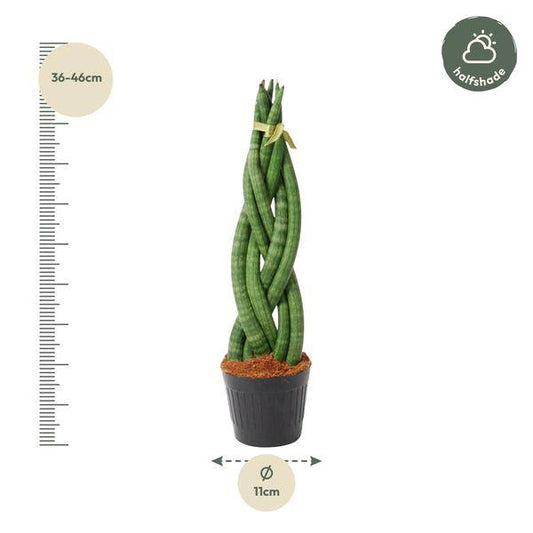 Sansevieria cylindrica Twist – Bogenhanf – pflegeleichte Zimmerpflanze – luftreinigend – ↕40cm – Ø10,5cm 