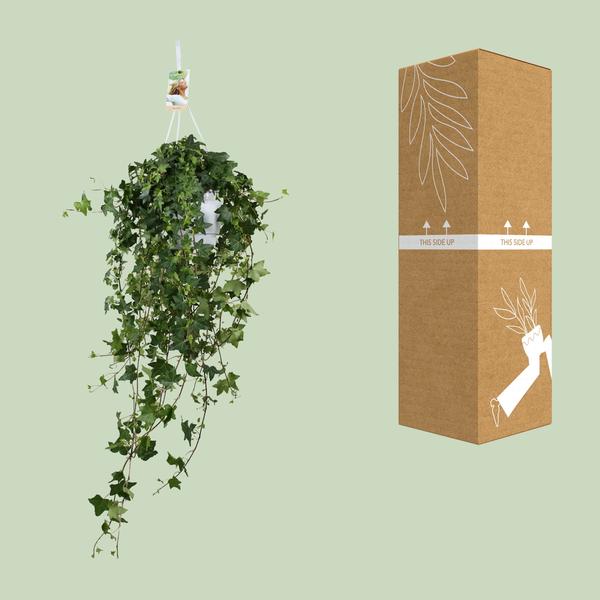Hedera Helix Pitsburg – Efeu Hängepflanze – Zimmerpflanze – Ø17cm – ca. 45cm hoch – pflegeleichte Grünpflanze für Zuhause und Büro 