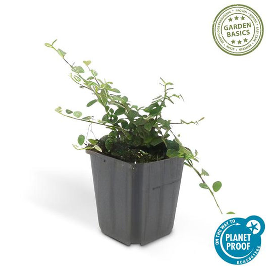 Zwergmispel Cotoneaster pro 'Streib’s Findling' – 6 Pflanzen – ↕10-25cm – Ø9cm – Bodendecker mit Blüten & Beeren – Pflegeleicht & sonnig/schattig 