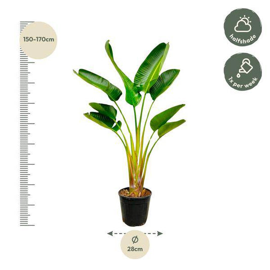 Baum-Strelitzie – Strelitzia Augusta – ca. 160cm hoch – Ø24cm – Exotische Zimmerpflanze mit großen Blättern – Weißer Paradiesvogel mit eleganter Fächerform – Tropische Grünpflanze für Wohnzimmer & Büro 
