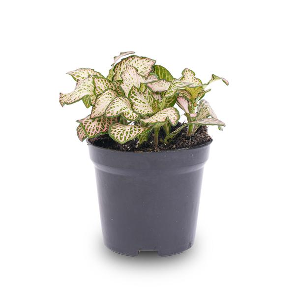 Fittonia Pink Tiger – Mosaikpflanze – Zimmerpflanze – Terrarienpflanze – Ø8,5 cm – Tropische Pflanze mit rosa, weißen & grünen Blättern – Helles Plätzchen ohne direkte Sonne 