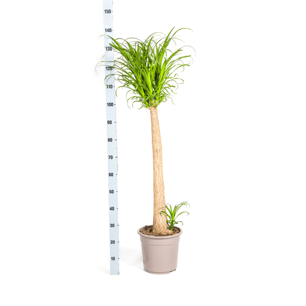 Beaucarnea Recurvata – Elefantenfuß – Zimmerpflanze – Ø12cm – ↕25cm – Pflegeleichte Sukkulente mit markantem Stamm – Luftreinigende Pflanze für Zuhause & Büro 