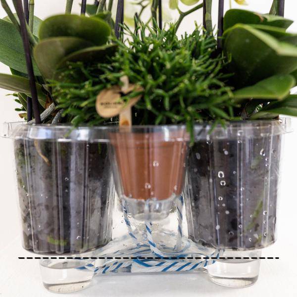 Einlage mit Wasserreservoir für Orchideenschale – Bewässerungssystem für Orchideen – Jungle-Bouquet 3x9cm + 3x WaterWicks – Selbstbewässerung für Kolibri Orchideen – Ø25cm 