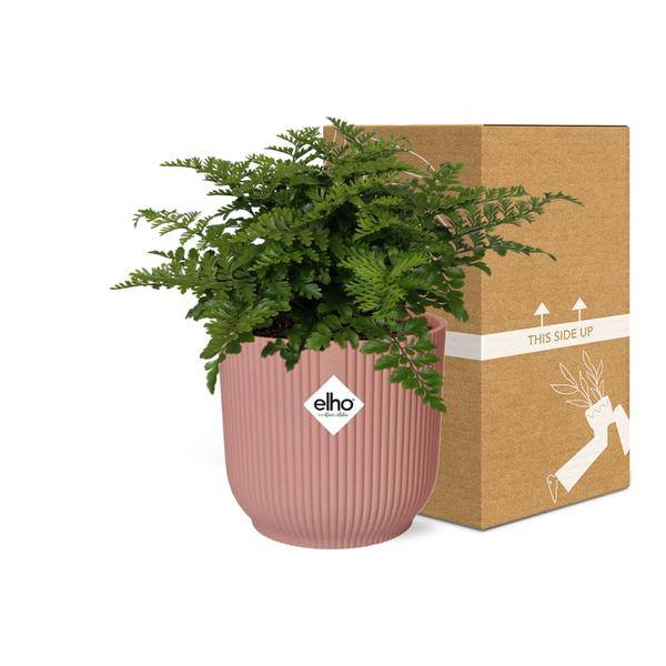 Nestfarn Asplenium Parvati – Zimmerpflanze inkl. Ziertopf Vibes Fold Rosa Ø14cm – Tropischer Farn mit dekorativen Wedeln – Pflegeleicht & luftreinigend – Für Wohnzimmer & Büro 