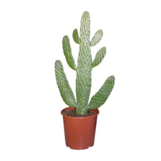 Feigenkaktus - Opuntia Consolea - Zimmerpflanze - Ø17cm - ↕55cm 