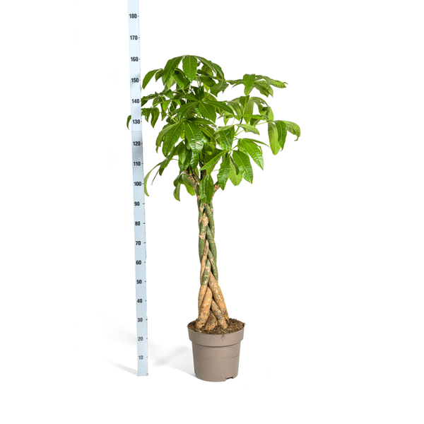 Glückskastanie – Pachira Aquatica – Zimmerpflanze – Ø30 cm – Höhe 170-180 cm – Geflochtener Stamm & glänzende Blätter – Exotisch & pflegeleicht 
