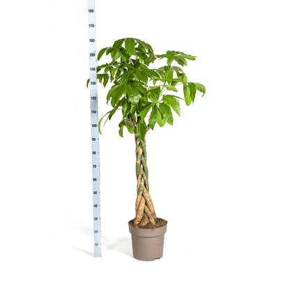 Glückskastanie – Pachira Aquatica – Zimmerpflanze – Ø30 cm – Höhe 170-180 cm – Geflochtener Stamm & glänzende Blätter – Exotisch & pflegeleicht 