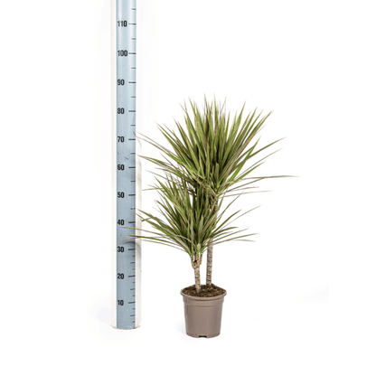 Drachenbaum - Dracaena Marginata Bicolor - Zimmerpflanze - Ø17cm - ↕60cm – Elegant & pflegeleicht 
