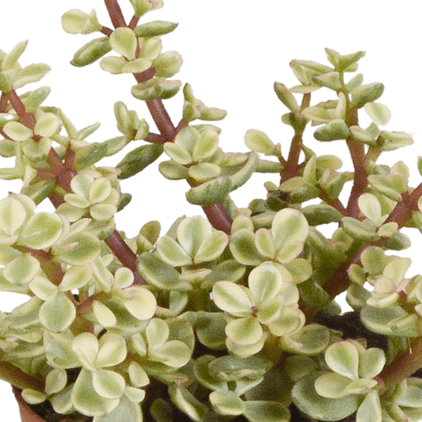 Dickblatt - Crassula - Mix - 8,5 cm - 3 Stück - im Terrakotta-Topf 