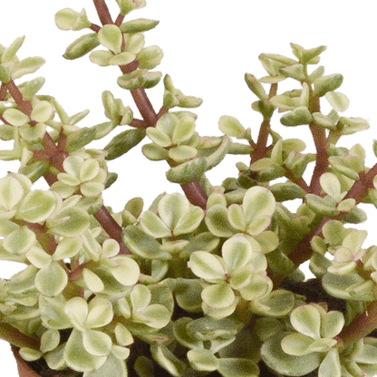 Dickblatt - Crassula - Mix - 8,5 cm - 3 Stück - im Terrakotta-Topf 