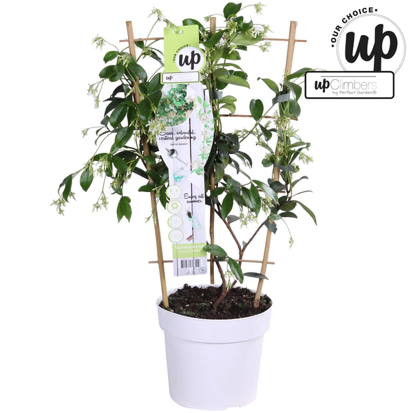 Sternjasmin Trachelospermum 'Star of Venice' – Weiß – Immergrüne Kletterpflanze – ca. 65cm Höhe – Duftender mediterraner Jasmin für Terrasse & Balkon 