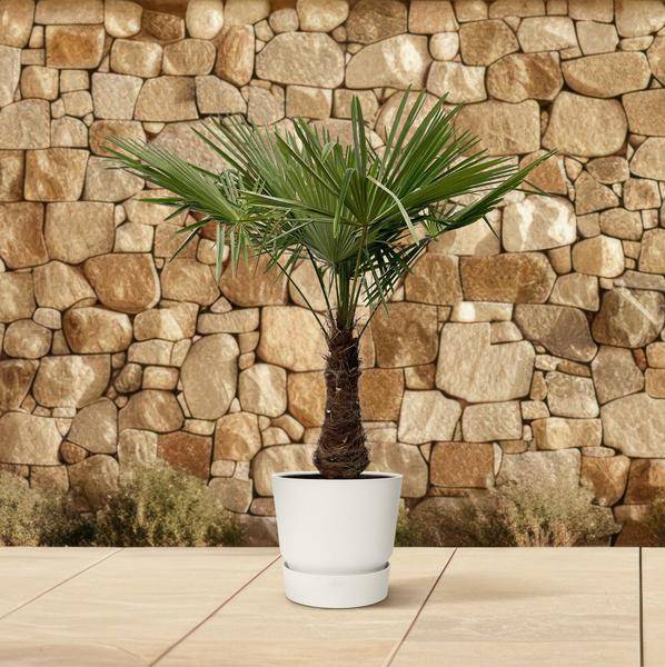 Hanfpalme – Trachycarpus 240cm – Ø45cm – XXL-Palme mit fächerförmigen Blättern – Immergrüne Kübelpflanze für Garten, Terrasse, Wintergarten & Wohnzimmer – Pflegeleicht 