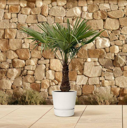 Hanfpalme – Trachycarpus 240cm – Ø45cm – XXL-Palme mit fächerförmigen Blättern – Immergrüne Kübelpflanze für Garten, Terrasse, Wintergarten & Wohnzimmer – Pflegeleicht 