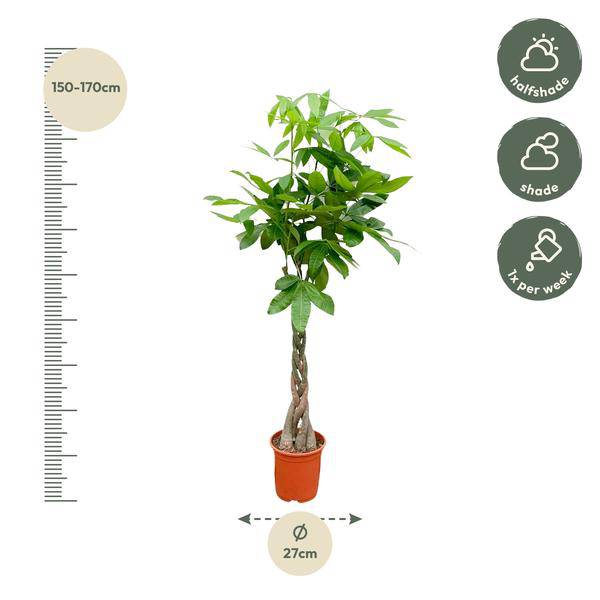 Glückskastanie – Pachira Aquatica – Zimmerpflanze 150cm – Ø27cm – Geldbaum mit geflochtenem Stamm – Exotische Grünpflanze für Wohnzimmer & Büro – Pflegeleicht 