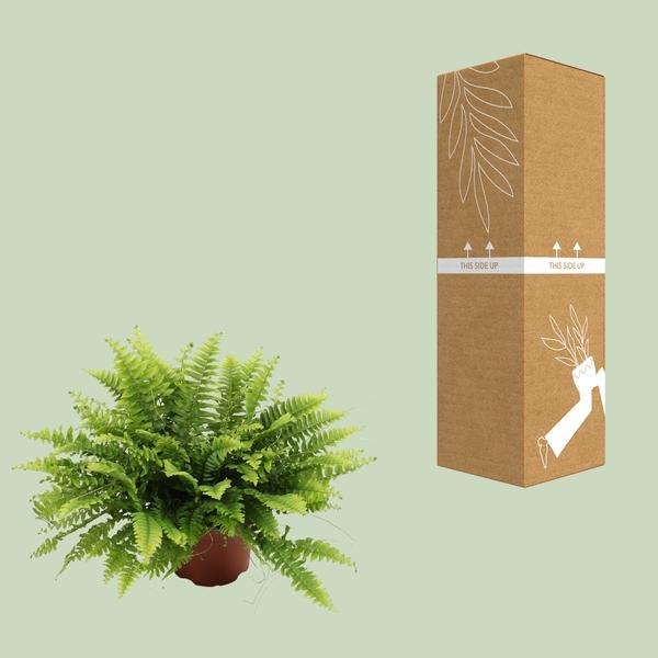 Nephrolepis Boston Green – Bostonfarn – Zimmerpflanze – Ø12cm – ↕20cm – Luftreinigende Hängepflanze für Innenräume – Pflegeleichter Farn für Wohnzimmer, Schlafzimmer & Büro 