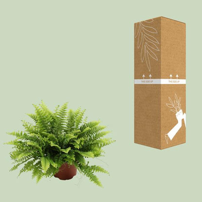 Nephrolepis Boston Green – Bostonfarn – Zimmerpflanze – Ø12cm – ↕20cm – Luftreinigende Hängepflanze für Innenräume – Pflegeleichter Farn für Wohnzimmer, Schlafzimmer & Büro 