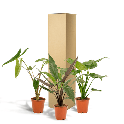 Alocasia Zebrina - Ø19cm - ↕75cm + Alocasia Cucullata - Ø19cm - ↕60cm + Alocasia Lauterbachiana - Ø19cm - ↕75cm 