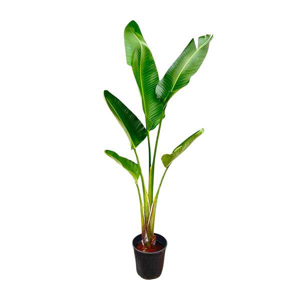 Baum-Strelitzie – Strelitzia Augusta – Zimmerpflanze – 210cm – Ø30cm – Weißer Paradiesvogel mit großen Blättern für Wohnzimmer und Büro 